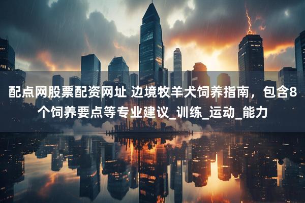 配点网股票配资网址 边境牧羊犬饲养指南，包含8个饲养要点等专业建议_训练_运动_能力